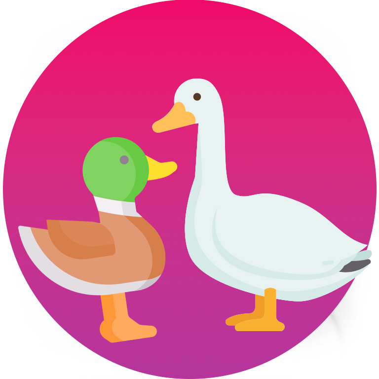 pato-pato-ganso-2